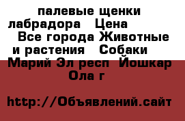 палевые щенки лабрадора › Цена ­ 30 000 - Все города Животные и растения » Собаки   . Марий Эл респ.,Йошкар-Ола г.